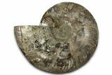 Cut & Polished Ammonite Fossil (Half) - Madagascar #347829-1
